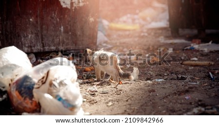 Homeless lonely thin hungry cat walks among garbage in landfill. Concept poor and sick animal.