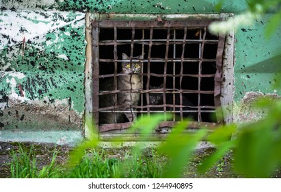 Homeless Mom Cat And Kitten. Animal Life On The Street.