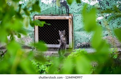 Homeless Mom Cat And Kitten. Animal Life On The Street.