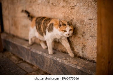 homeless mongrel multicolored cat walks along the wall. Mongrel cat, homeless animal. Concept of stray cats