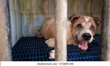 A Homeless Old Blind Dog With Cataract Eyes Inside The Cage At Animal Shelter
