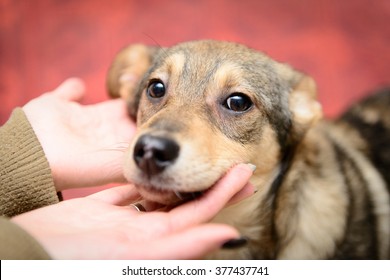 Homeless Puppy In A Shelter For Dogs