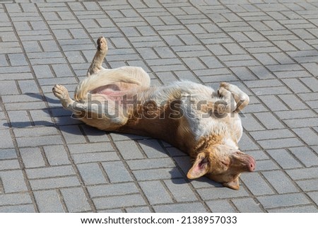 Homeless russet or brown dirty dog, cur or mongrel sunbathing on the city or town tile sidewalk or pavement in the warm clear spring or summer sunny day