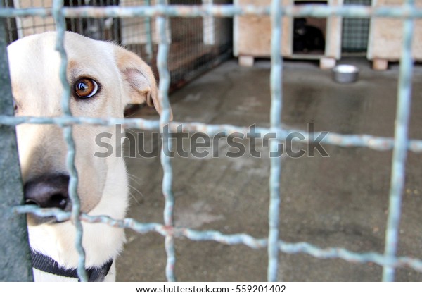 Homeless shelter dog behind
bars