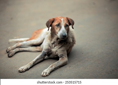 Homeless sick dog lying on the pavement and looks haggard