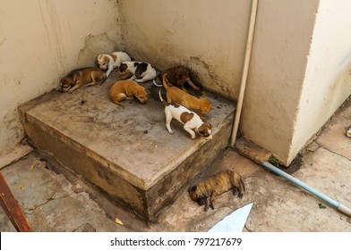 homeless sleeping small puppies