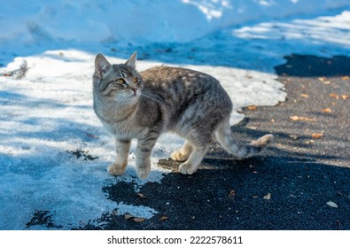 Homeless stray cats begging for food in winter. Problem of homeless, stray and abandoned animals. concept of shelter for stray cats. problem of stray animals, concept of shelter for cats - Powered by Shutterstock