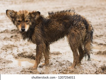 Homeless Stray Dog Abandoned On Dirty Street. Little Poor Dog Wet Dripping In Rain & Mud. Lonely Homeless Dog Loading In Swamp. Destitute Sad Little Dog Lost Mom Far From Home. Adopt Animals Concept