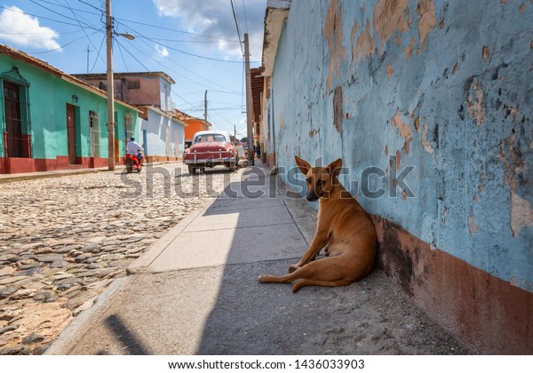 Homeless Street dog\
relaxing in a shade during a hot and sunny day. Taken in a small\
Cuban Town, Trinidad,\
Cuba.