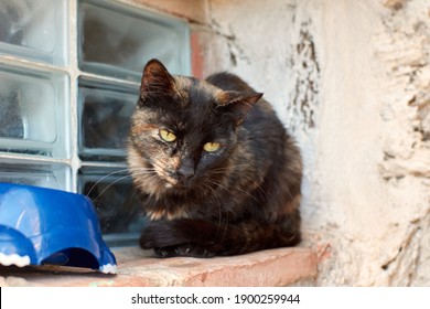 三毛猫图片 库存照片和矢量图 Shutterstock