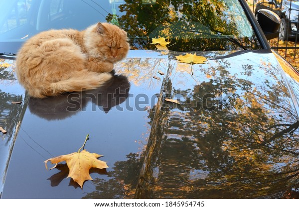 A\
homeless, unhappy red cat sleeps on the warm hood of the car. One\
ear is torn off, the hair is matted. Sunny autumn\
day.