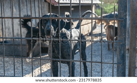 Homeless and unwanted dogs barking in animal shelter. Asylum for dogs. Stray dogs in an iron cage. 