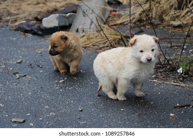 Homeless Wet Puppy Looking For Mom On  Street.