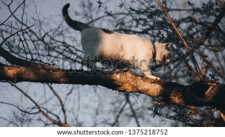 Homeless White Cat walking on tree at evening Sunset in Spring, summer, autumn. Beauty of nature. Play of shadows and sun lights on background. FOCUS on Tree. 