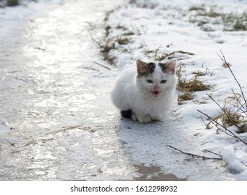 A homeless white kitten sits alone in the cold winter on snow.