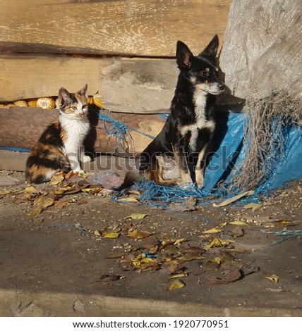Homeless wild cats and dogs on dirty street. Stray puppy and kitten in the city. Group homeless pets. Friendly puppy and kitten on the street.