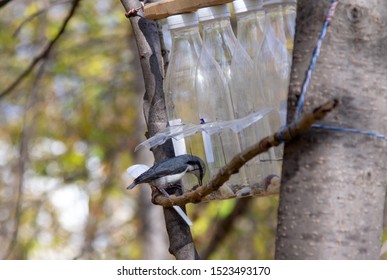 Homemade Bird Feeder Made Of Plastic Bottle. A Small Bird Pecks Grains From A Feeding Trough. How To Make A Bird Feeder In A Park.