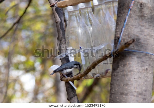 Homemade Bird Feeder Made Plastic Bottle Stock Photo Edit Now