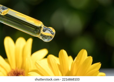 Homemade Calendula Beauty Products. Pipette With Drop Of Calendula Oil Against Green Leaves As Natural Background With Copy Space. Herbal Cosmetic Oil For Skincare. Selective Focus