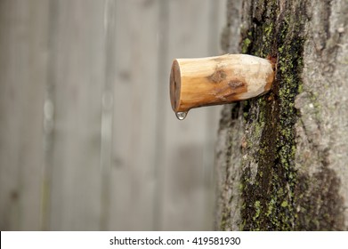 Homemade Carved Wooden Spile To Tap Maple Tree For Sap To Make Maple Syrup