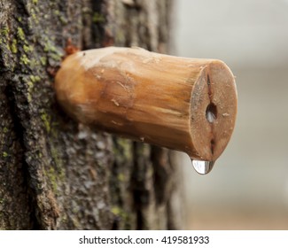 Homemade Carved Wooden Spile To Tap Maple Tree For Sap To Make Maple Syrup