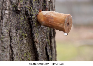 Homemade Carved Wooden Spile To Tap Maple Tree For Sap To Make Maple Syrup