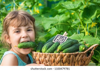 homemade cucumber cultivation and harvest in the hands of a child. selective focus.