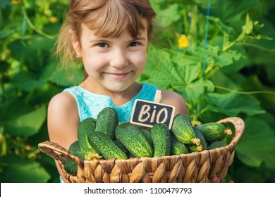 homemade cucumber cultivation and harvest in the hands of a child. selective focus.