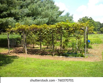 Homemade Grape Arbor