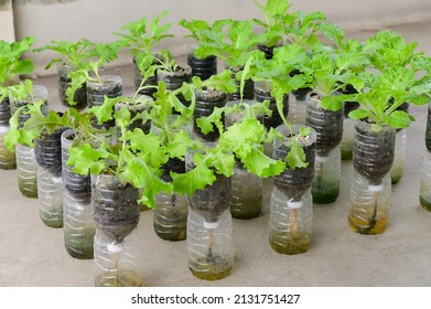 2,932 Plastic bottle plant pot Images, Stock Photos & Vectors ...