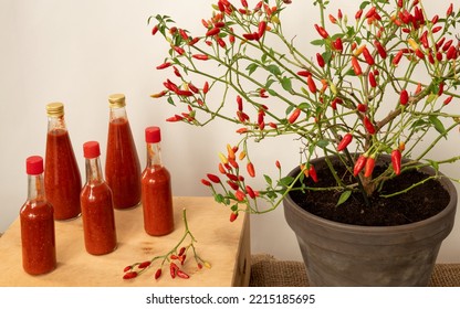 Homemade Louisiana Style Hot Sauce Made Witch Fermented Tabasco Peppers. Ripening In Home Tabasco  Bush In Clay Pot.  