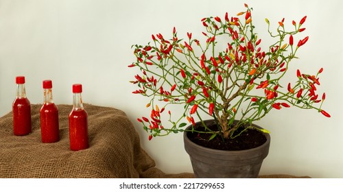 Homemade Louisiana Style Hot Sauce Made Witch Fermented Tabasco Peppers. Ripening In Home Tabasco  Bush In Clay Pot.  