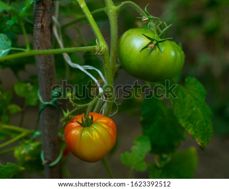 Similar – Tomate gesund Gewächshaus