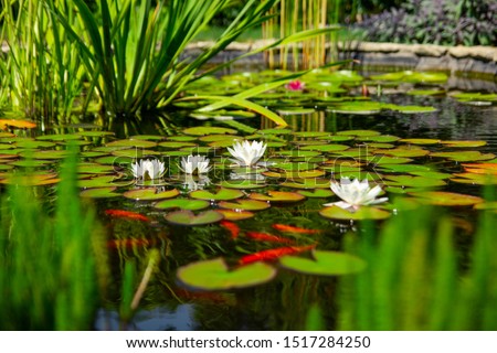Homemade pond with fish and flowers