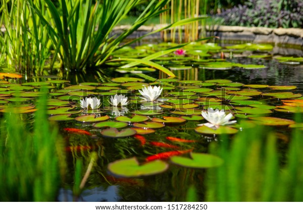 Homemade pond with fish and\
flowers