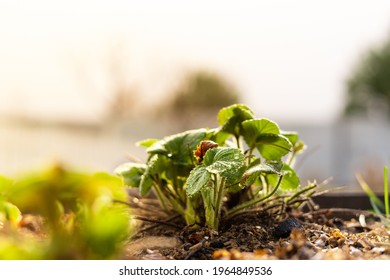 Homemade Strawberry Leaves In A Home Garden After A Spring Rain In The Sun