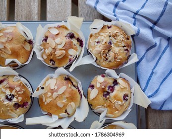 Homemade Vegan Saskatoon Berry Muffins Fresh Out Of The Oven On A Muffin Tray With A Tea Towel In The Background.