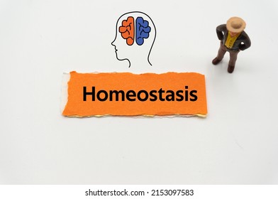 Homeostasis.The word is written on a slip of colored paper. Psychological terms, psychologic words, Spiritual terminology. psychiatric research. Mental Health Buzzwords.