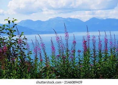 Homer Alaska Fireweed Meadow And Sea View