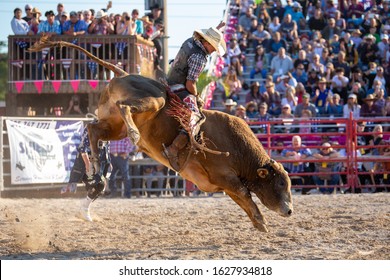 Homestead, Florida/USA - January 26, 2020: 71st Annual Homestead Championship Rodeo, unique western sporting event. Bull riding competition at Homestead Rodeo.