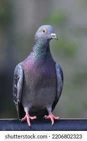 The Homing Pigeon, Also Called The Mail Pigeon Or Messenger Pigeon