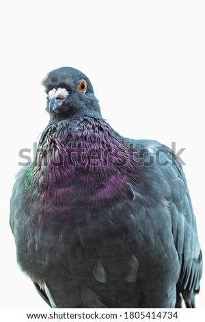 Similar – Image, Stock Photo city bird Animal Bird