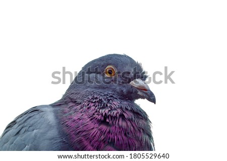 Similar – Image, Stock Photo city bird Animal Bird