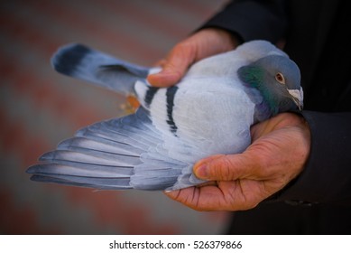 Homing Pigeon In Hand