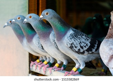 Homing Pigeon In Home Loft