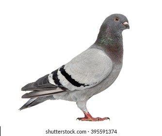 Homing Pigeon Isolated On White