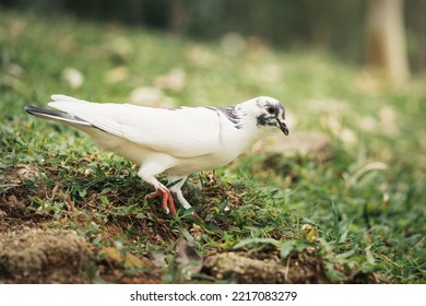 Homing Pigeon On The Grass Enjoying The Sunshine. They Are Also Called Mail Pigeon Or Messenger Pigeon.