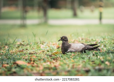 Homing Pigeon On The Grass Enjoying The Sunshine. They Are Also Called Mail Pigeon Or Messenger Pigeon.