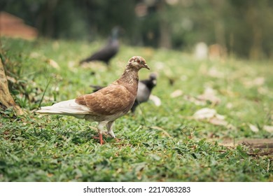 Homing Pigeon On The Grass Enjoying The Sunshine. They Are Also Called Mail Pigeon Or Messenger Pigeon.