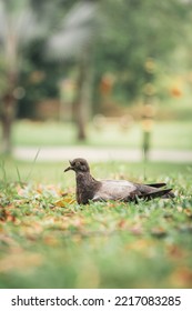 Homing Pigeon On The Grass Enjoying The Sunshine. They Are Also Called Mail Pigeon Or Messenger Pigeon.